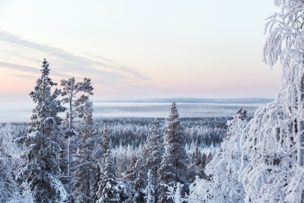 Find out how much carbon dioxide a forest absorbs.